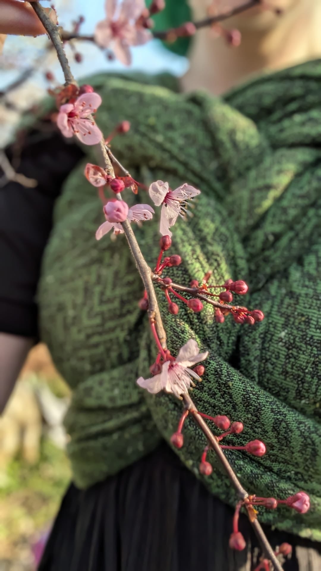 Darlings ‘Parsley and Sage’