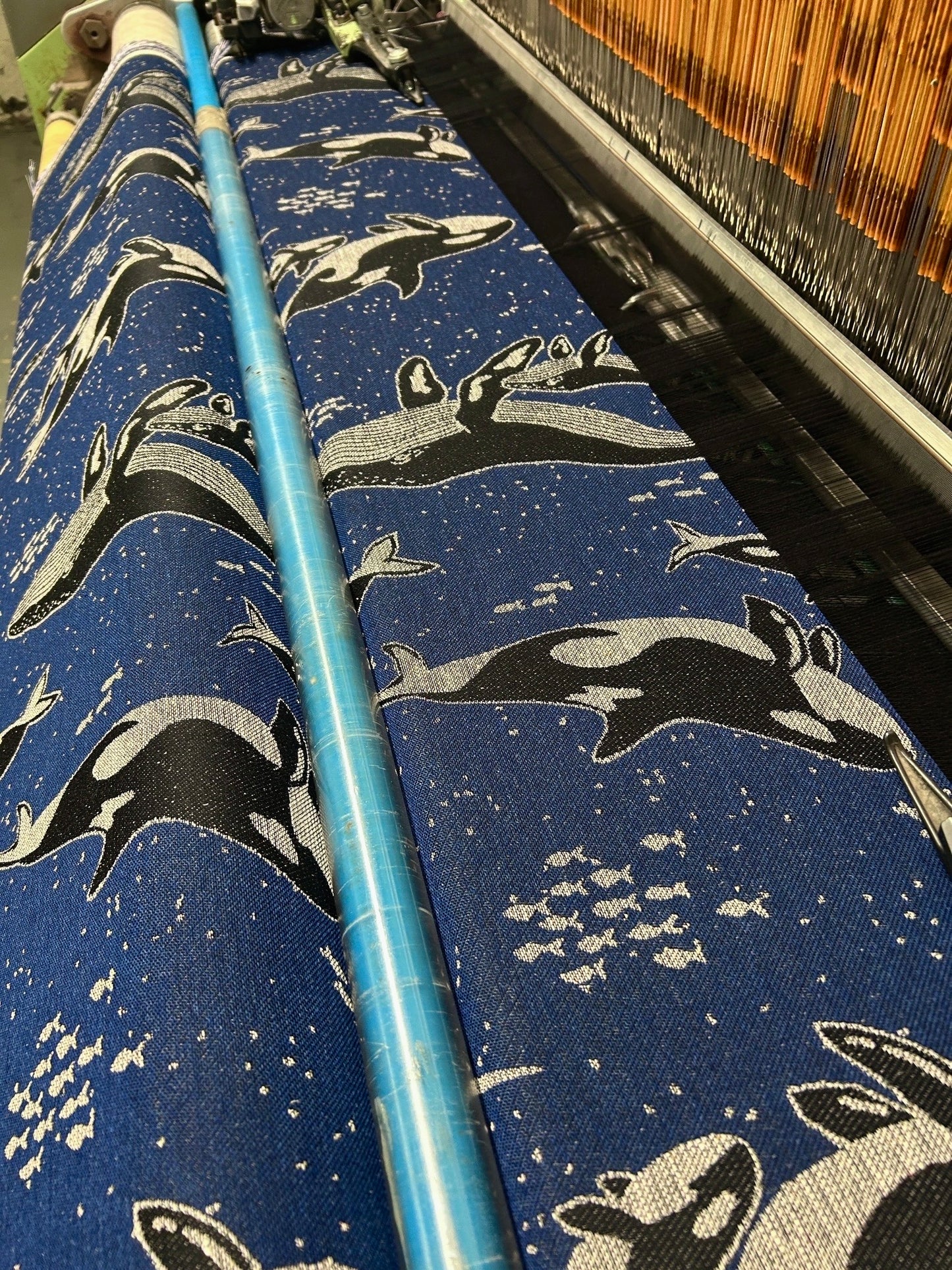 Whales ‘Nocturnal’